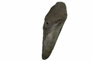 Partial Fossil Megalodon Tooth - South Carolina #321279
