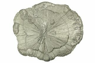 Pyrite Sun - Sparta, Illinois #316009
