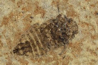 Detailed Fossil Leafhopper (Homoptera) - France #267685