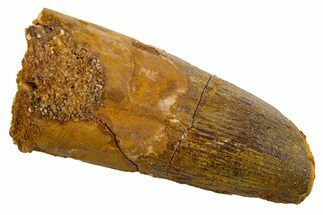Fossil Spinosaurus Tooth - Real Dinosaur Tooth #327893