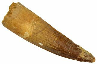 Fossil Spinosaurus Tooth - Real Dinosaur Tooth #329663