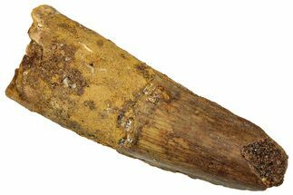 Fossil Spinosaurus Tooth - Real Dinosaur Tooth #329671