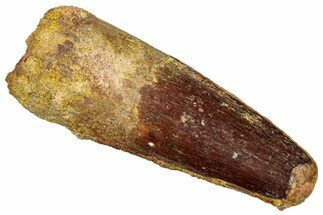 Fossil Spinosaurus Tooth - Real Dinosaur Tooth #329703