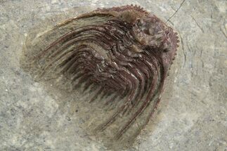 Red Leonaspis Trilobites - Hmar Laghdad, Morocco #329730