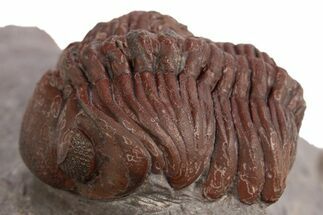Red Morocops Trilobite - Hmar Laghdad, Morocco #329734