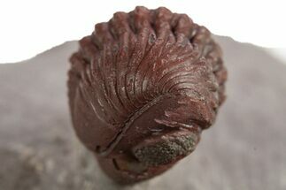 Enrolled Red Austerops Trilobite - Hmar Laghdad, Morocco #329735