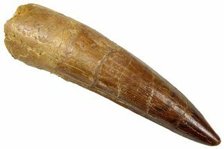Fossil Spinosaurus Tooth - Real Dinosaur Tooth #329570