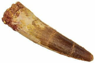 Fossil Spinosaurus Tooth - Real Dinosaur Tooth #329574