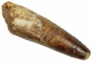 Fossil Spinosaurus Tooth - Real Dinosaur Tooth #329599