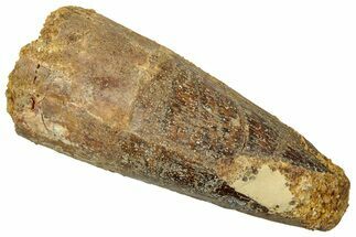 Fossil Spinosaurus Tooth - Real Dinosaur Tooth #329611