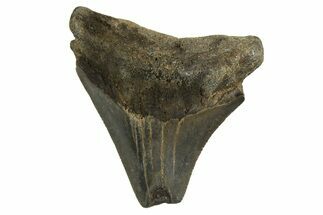 Serrated, Juvenile Megalodon Tooth - Georgia #329823