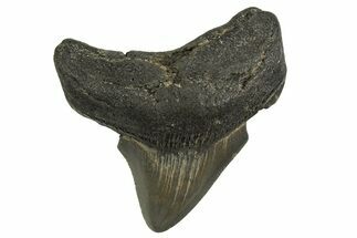 Serrated, Posterior Juvenile Megalodon Tooth - Georgia #329824