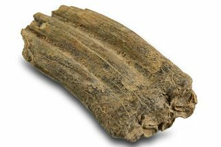 Pleistocene Aged Fossil Horse Tooth - Georgia #329827