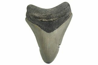 Serrated, Juvenile Megalodon Tooth - Georgia #329832