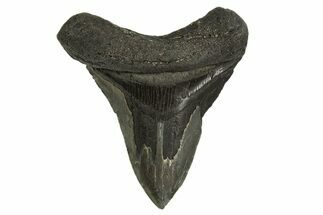 Fossil Megalodon Tooth - Pathological Root #329845