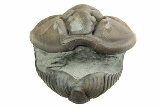 Partially Enrolled Flexicalymene Trilobite - Mt Orab, Ohio #329754