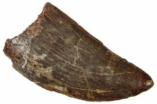 Serrated Carcharodontosaurus Tooth - Excellent Preservation #329926