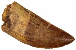 Serrated Carcharodontosaurus Tooth - Large Dinosaur Tooth #329936