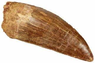 Serrated Carcharodontosaurus Tooth - Robust Dinosaur Tooth #330016