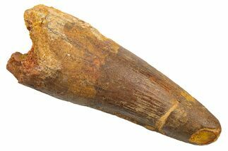 Fossil Spinosaurus Tooth - Real Dinosaur Tooth #330024