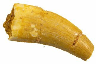 Bargain, Theropod (Deltadromeus?) Tooth - Morocco #329846