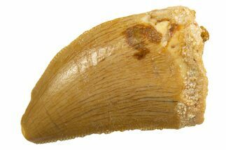 Serrated, Juvenile Carcharodontosaurus Tooth - Morocco #329857