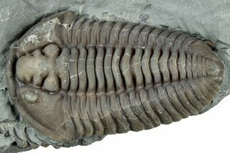 Prone Flexicalymene Trilobite - Mt Orab, Ohio #329818