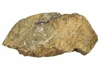 Dinosaur (Triceratops) Frill Shield Section - Montana #330190