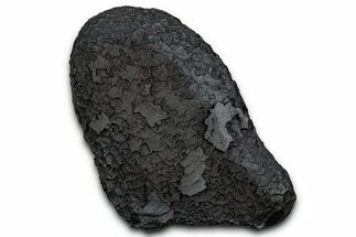 Dragon Scale Stone (Iron, Manganese, Siderite Nodule) #330308