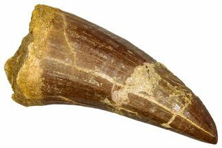 Fossil Mosasaur (Hainosaurus) Posterior Tooth - Morocco #330232