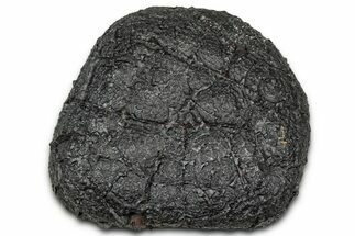 Dragon Scale Stone (Iron, Manganese, Siderite Nodule) #330322