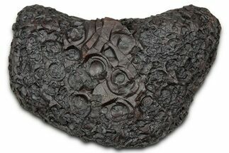 Dragon Scale Stone (Iron, Manganese, Siderite Nodule) #330330