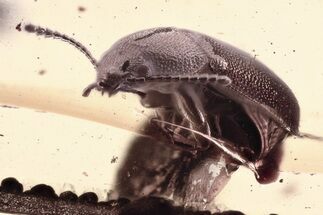 Fossil Hairy Fungus Beetle and Click Beetle in Baltic Amber #330627