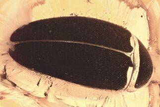 Detailed Fossil False Flower Beetle (Scraptiidae) in Baltic Amber #330635