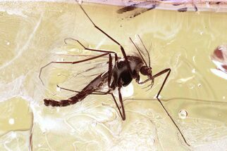Fossil True Midge (Chironomidae) in Baltic Amber #330652