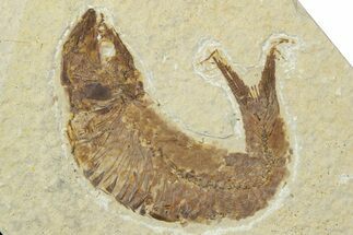 Detailed Fossil Fish (Knightia) - Wyoming #330818