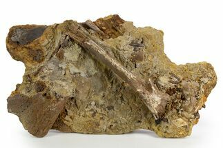 Dinosaur Bones and Teeth in Sandstone - Wyoming #330905