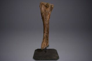 Dinosaur Fossils For Sale