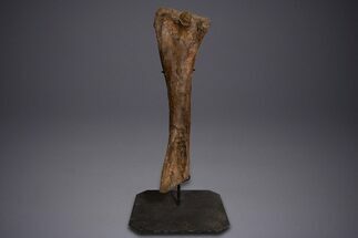 Hadrosaur (Edmontosaurus) Tibia With Metal Stand - Wyoming #330957