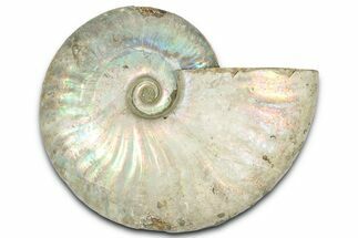 Silver Iridescent Ammonite (Cleoniceras) Fossil - Madagascar #328377