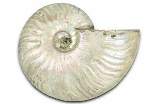 Silver Iridescent Ammonite (Cleoniceras) Fossil - Madagascar #328386