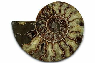 Cut & Polished Ammonite Fossil (Half) - Madagascar #329176