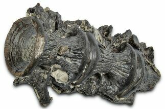 Fossil Ray-Finned Fish (Ichthyodectes) Vertebrae - Kansas #331033