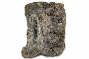 アメリカ購入品 金庫保管品 Root Fossil Pokemon TCG Antique Root Fossil 130/142 2024 Stellar Crown