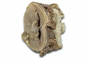Two Xiphactinus Teeth In Chalk - Kansas (#114574) For Sale
