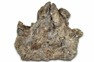 カブトプス　fossil 化石の秘密　英語版 カブトプス Kabutops 英語版 Fossil 化石の秘密 - メルカリ