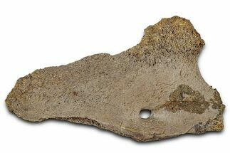 Fossil Dinosaur Bone Section with Foramen - Wyoming #331075