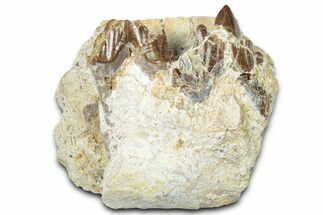 Primitive Whale (Basilosaurid) Molars in Jaw Section - Morocco #331098