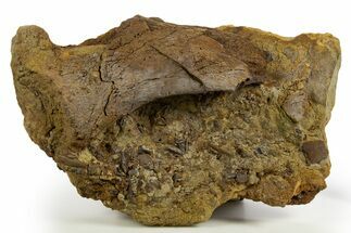 Sandstone with Dinosaur Teeth, Tendons & Bones - Wyoming #331082