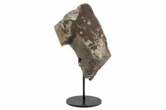 Fossil Sauropod Limb Section with Metal Stand - Colorado #331115